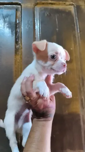 Filhote de Chihuahua macho