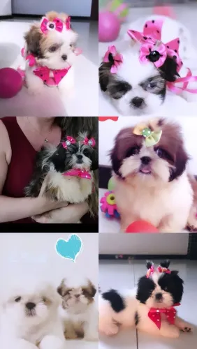 Shitzu filhotes bebês vacinados fofinhos perfeitos