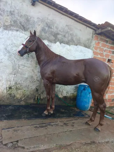 Cavalo