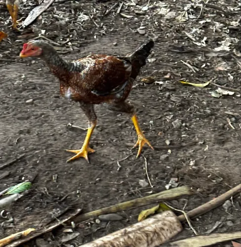 Frango carijó