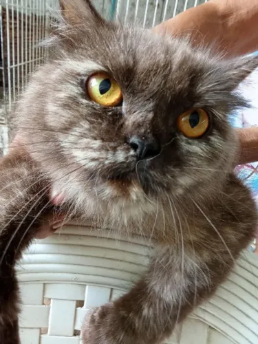 Vendo duas gatas persas legítimas adultas