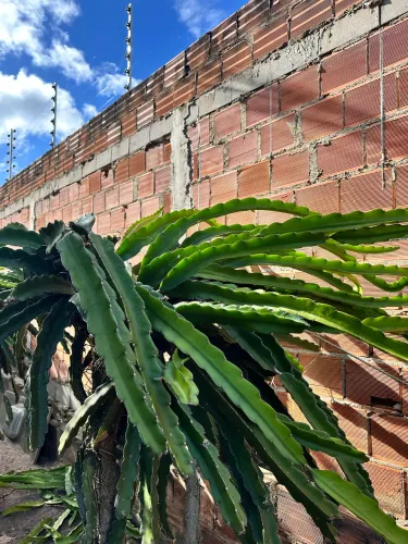 Mudas de pitaya