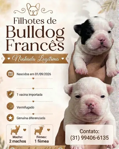 Filhote de Bulldog Francês Legítimo