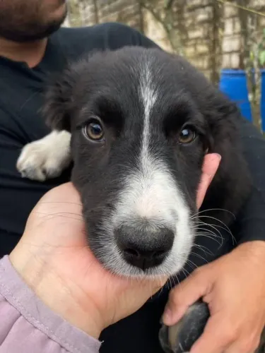Doação de filhote Border Collie