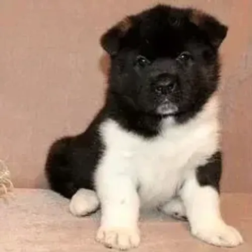 Akita Inu,Akita Inu Filhote de Alta Qualidade com Excelente Temperamento