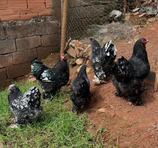 Galinha Brahma motled