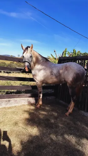 Vendo cavalo MM registrado