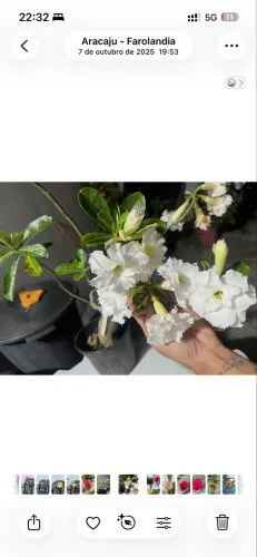 Rosa do deserto com flores brancas e laranja na mesma planta.