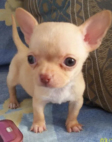 Chihuahua O Chihuahua percorreu a sala observando cada detalhe do ambiente.