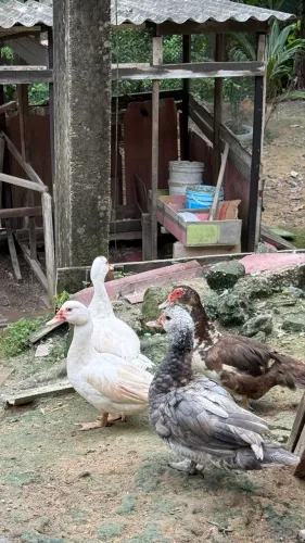 Animais