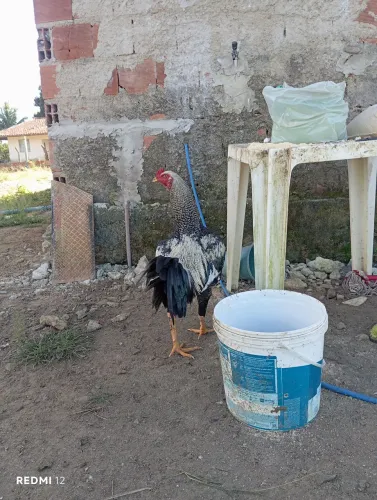 ? FRANGUINHO MESTIÇO DE ÍNDIO GIGANTE À VENDA! ?