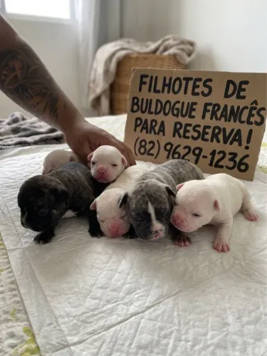 Filhotes de buldogue francês 