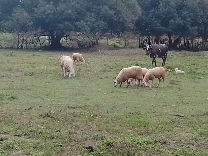 Vendo carneiro macho e um casal de carneiro filhote