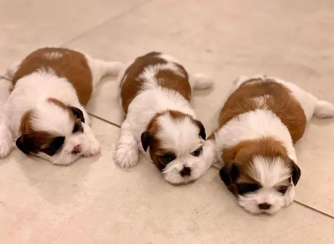 Shih tzu menizinho promoção