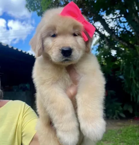Golden Retriever Filhote Companheiro