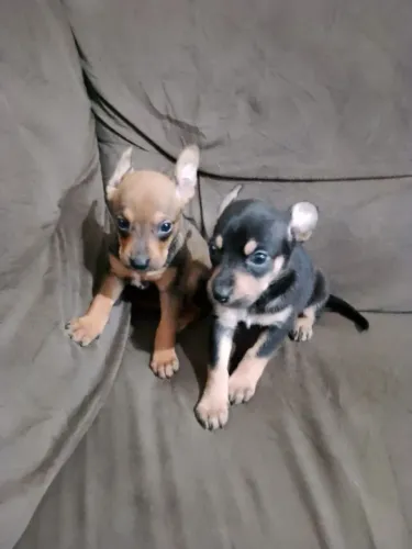 2 FÊMEAS PINSCHER N00 COM N1 VALOR EM BARATO PRA HOJE