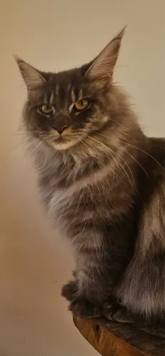 Maine Coon com Pedigree Fêmea