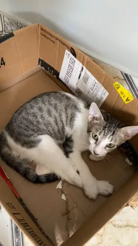 Gato para adoção
