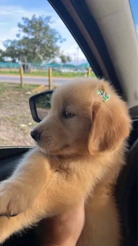 Golden belíssima 