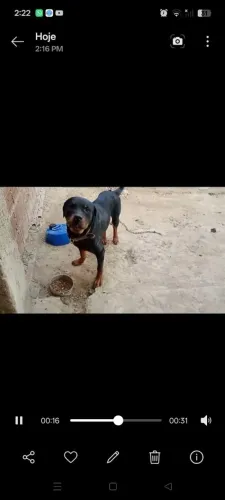 Rottweiler macho à venda é super doce e não estranho ninguém