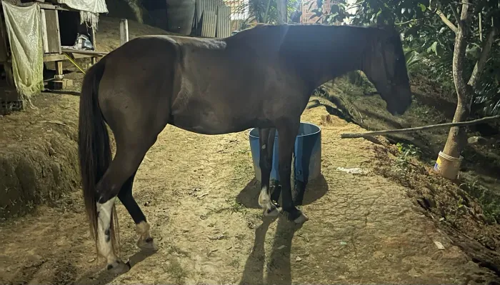 Cavalo égua passada sem defeitos *91 zap