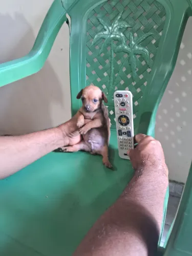 Pinscher macho número 0