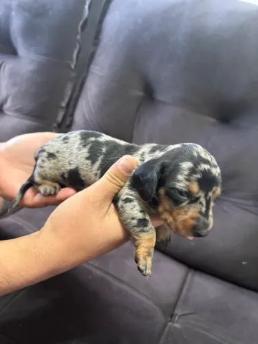 Basset arlerquim disponível para reserva 