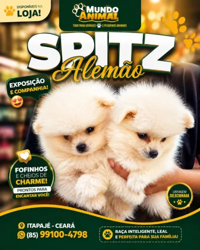 Filhote de spitz alemão