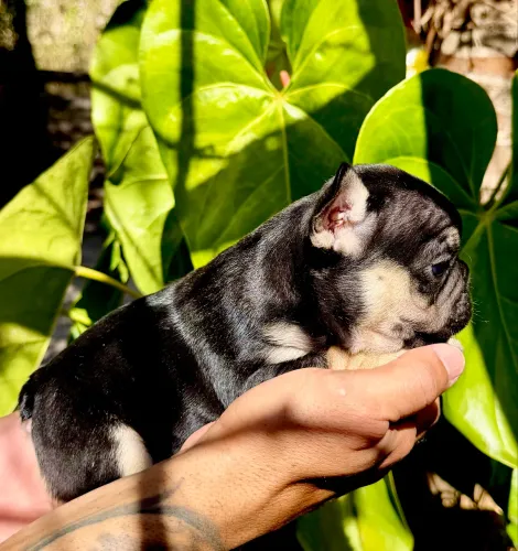 Filhote Bulldog francês