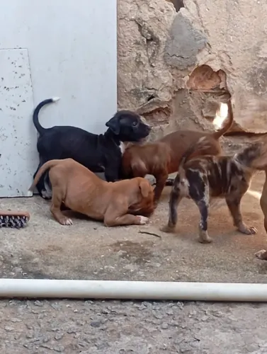 Lindos filhotes de Pit Bull Monster