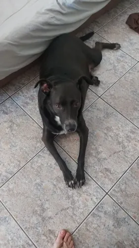 Doação Cachorro