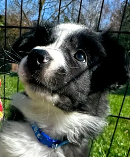 Filhotes de Border Collie | Peludinhos super sociáveis!