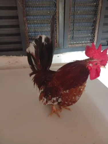 Animais de estimação
