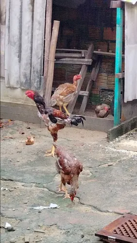 Galo