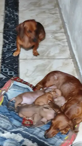 Cachorro ? original salsicha