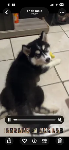 Vendo Rusky siberiano fêmea com 6 meses todas as vacinas tomada e 100 de saúde 