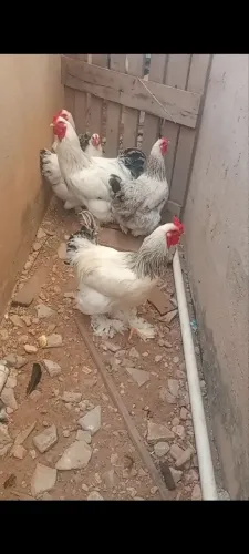 Brahma disponível 