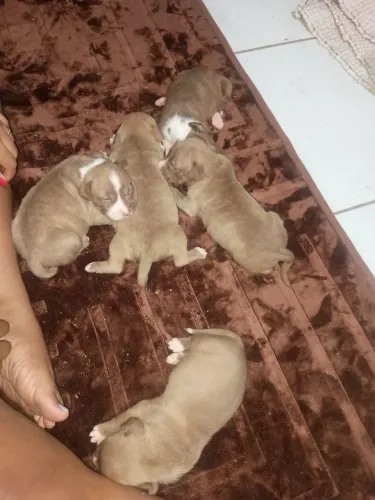Lindos cachorro ?