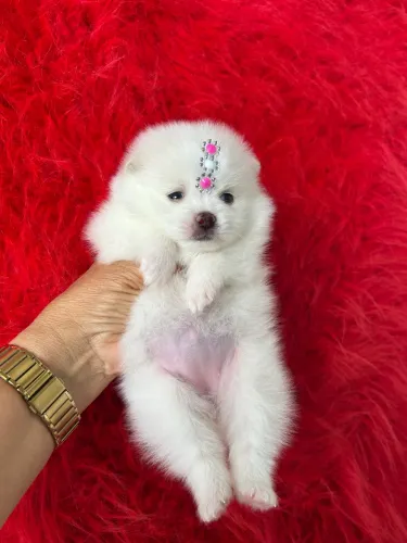 Spitz alemão anão fêmea! Lulu da Pomerania!
