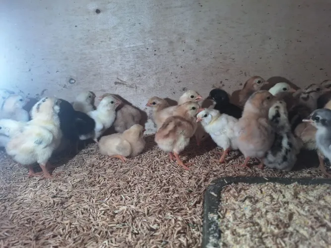 Pintinhos caipira 
