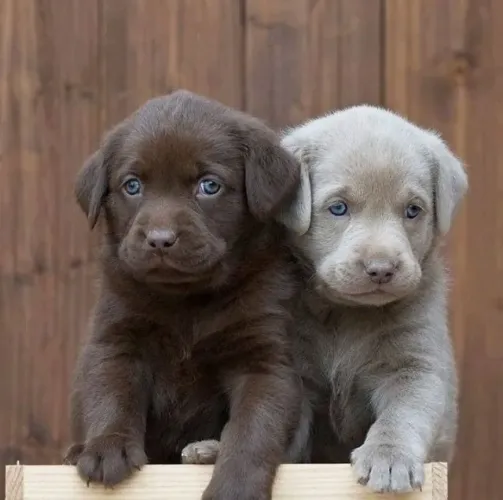 Filhotes de Labrador para alegras sua vida e sua casa !!