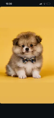 Spitz alemão