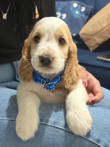 Cocker Spaniel