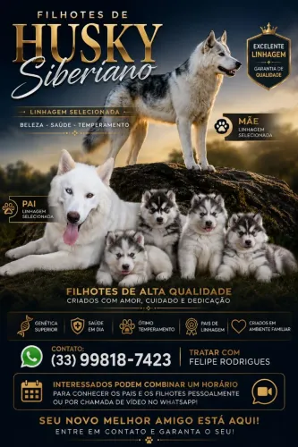 Vende-se Husky Siberiano (Ótimo linhagem)