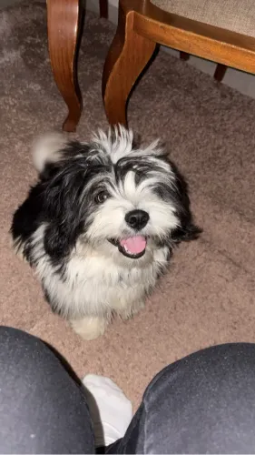 Vende-se lhasa apso macho