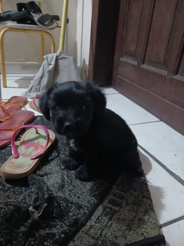 Cachorro em doação 