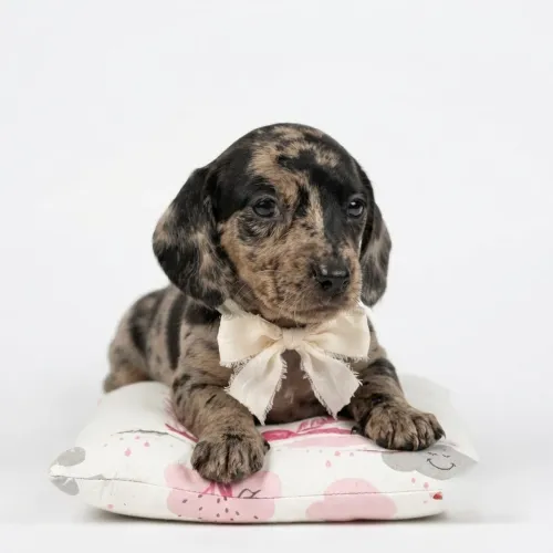 Filhote de Dachshund
