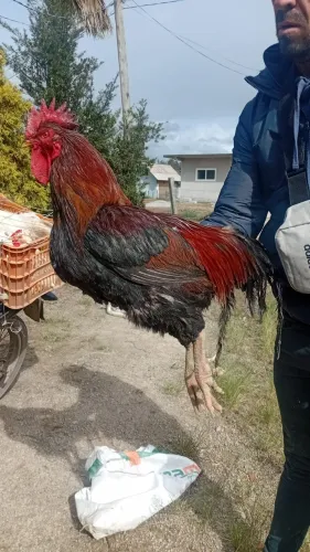 Galos