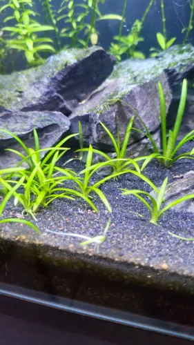 Sagittaria subulata - planta carpete para aquários