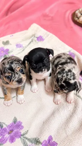 Chihuahuas - Pra Reserva